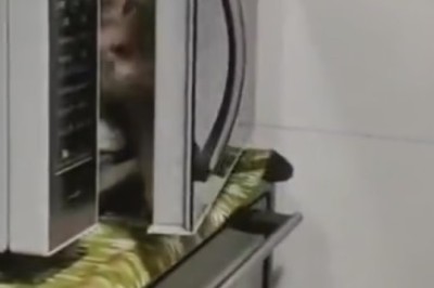 Too Hot to Handle: Cat's Hilarious Hide-and-Seek Fail in Electric Oven!