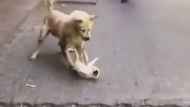 Unexpected Paw-sitivity: Street Dog and Cat Engage in Hilarious Playtime Showdown!