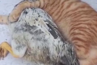 Unlikely Nap Buddies: Cat and Chicken Take the Coziest Snooze!