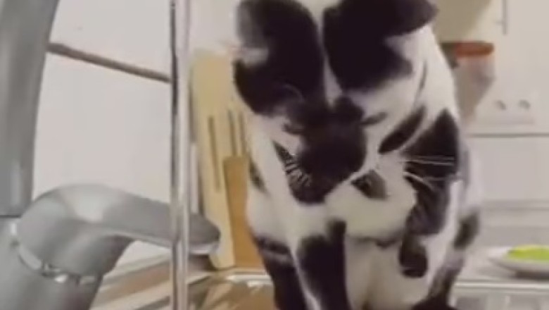 Waterworks Whimsy: Hilarious Hijinks as Cat vs. Faucet takes a WILD Turn!