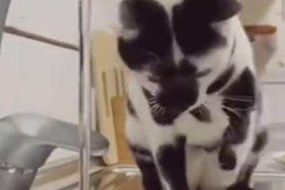 Waterworks Whimsy: Hilarious Hijinks as Cat vs. Faucet takes a WILD Turn!