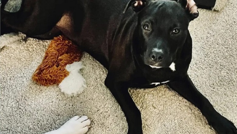 Heartwarming Journey of Ridley: From Near Death to New Life - A Tale of Hope and Healing