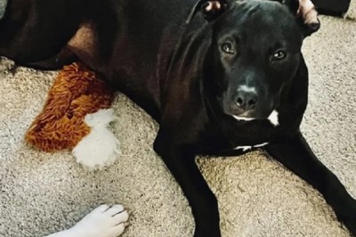 Heartwarming Journey of Ridley: From Near Death to New Life - A Tale of Hope and Healing