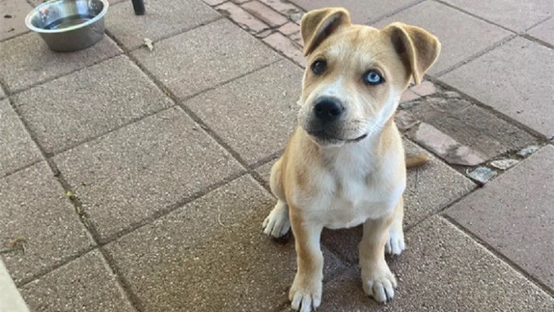 Niko: The Enchanting Tale of a Husky-Boxer Mix with a Touch of Wild Wolf Spirit