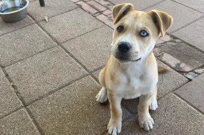 Niko: The Enchanting Tale of a Husky-Boxer Mix with a Touch of Wild Wolf Spirit