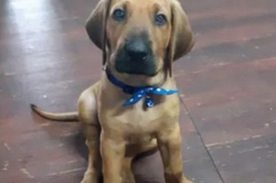 The Incredible Tale of Bun: From Tiny Puppy to Gigantic Dog in Just Six Months!