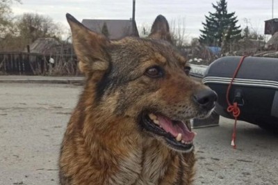 The Unbreakable Bond: A Dog's Tale of Loyalty and Resilience in Kurgan