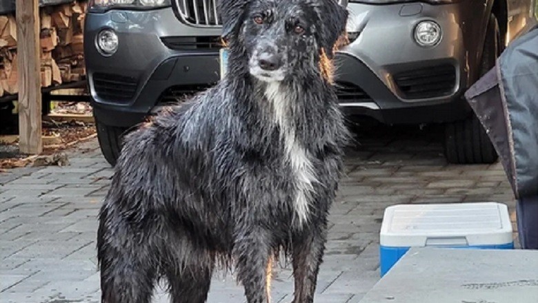 Unveiling Oliver: The Extraordinary Journey of an Unconventional Labrador