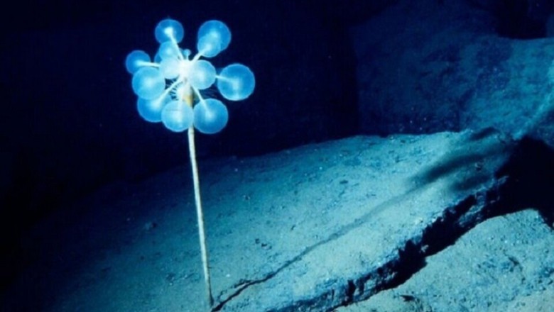 Unveiling the Terrifying Sponge Ping Pong Tree: Meet the Ocean's Predatory Alien!