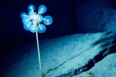 Unveiling the Terrifying Sponge Ping Pong Tree: Meet the Ocean's Predatory Alien!