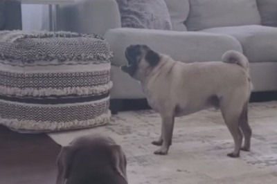 Yeehaw! Dog Goes Full Cowboy with Hilarious Western Bark!