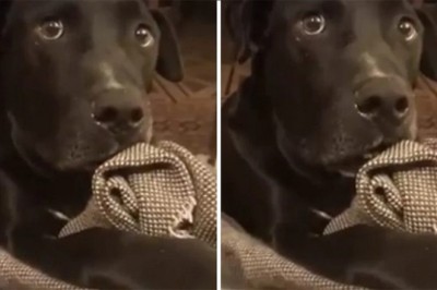 The Heartwarming Tale of Adu: A Dog's Journey to Fatherhood