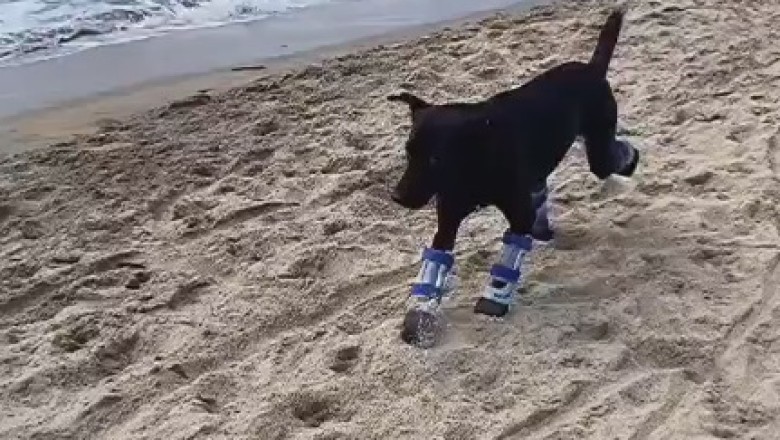 Heart-Wrenching: The Struggle of Disabled Dogs