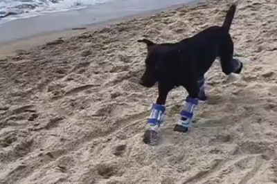 Heart-Wrenching: The Struggle of Disabled Dogs