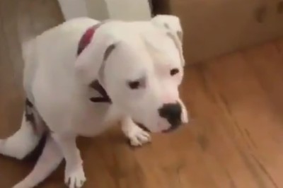 Heartbreakingly Beautiful: The Story of a Disabled Dog's Unwavering Spirit