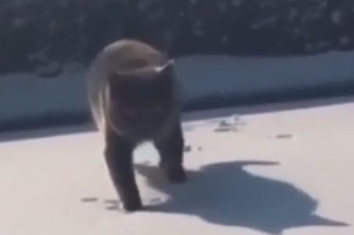 Hilarious Cat Antics Gone Viral!