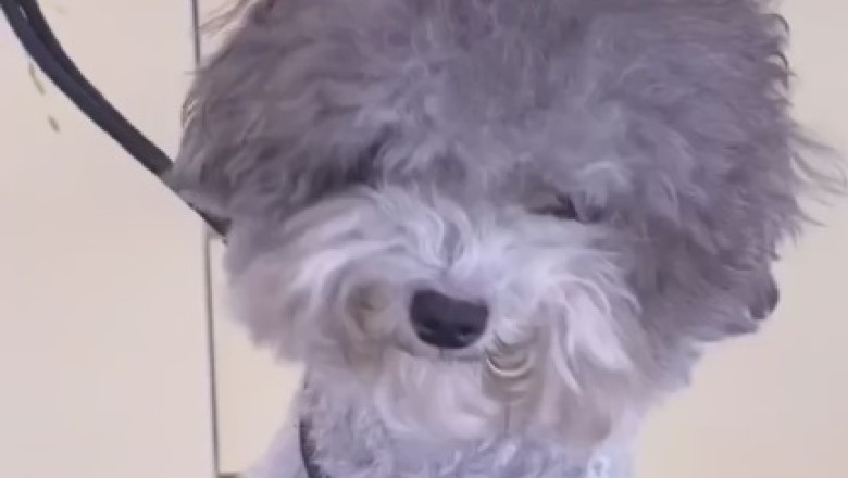 Hilarious Dog Gives Barber Shop a Ruff Time!