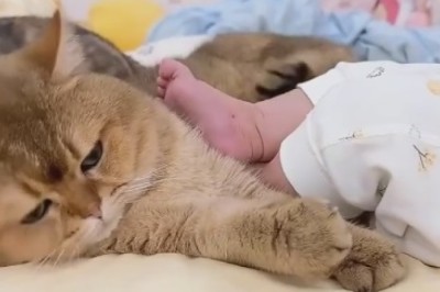 Hilarious Hijinks Ensue When Cat Meets Baby! Watch the Cuteness Unfold!