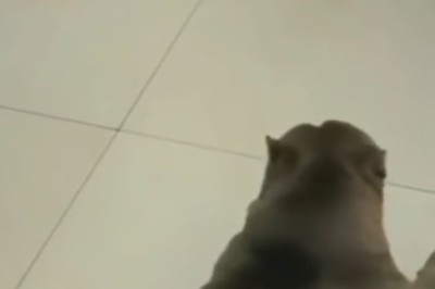 Prepare to LOL: The Ultimate Collection of Funny Cat Videos!