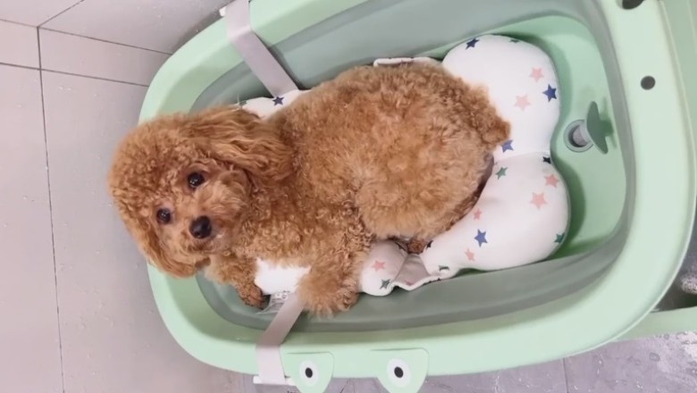 Splish Splash! Hilarious Dog Goes Bonkers During Bath Time Fun!
