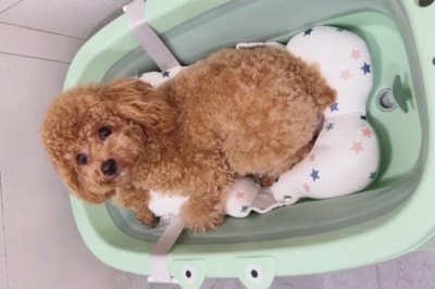 Splish Splash! Hilarious Dog Goes Bonkers During Bath Time Fun!