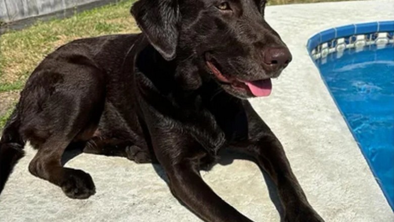 The Heartwarming Saga of a Lonely Dog Left in the Garden Will Melt Your Heart