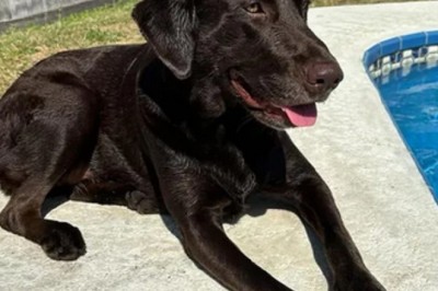 The Heartwarming Saga of a Lonely Dog Left in the Garden Will Melt Your Heart