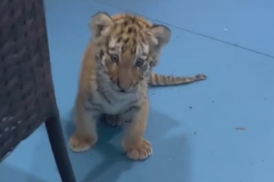 Tiny Tiger Takes on the World with its Camera Adventures!