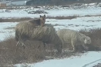 Unlikely BFFs: Hilarious Video of Dog Riding on Ewe's Back Goes Viral!