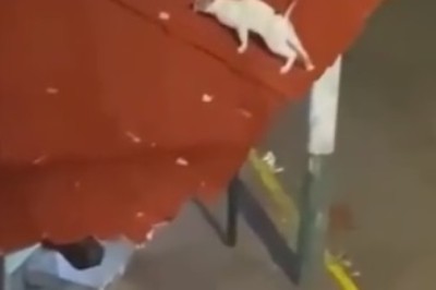 Watch These Hilarious Cats Take Over the Internet with Their Purr-fect Pranks!