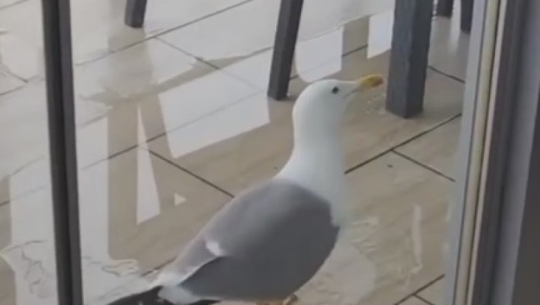 Watch This Hilarious Moment When a Flying Bird Demands Room Service!