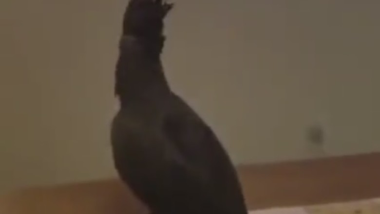 Feathered Fury: Watch This Bird Go on a Rampage and Wreck Havoc in a Room!