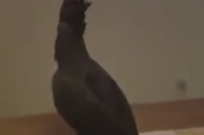 Feathered Fury: Watch This Bird Go on a Rampage and Wreck Havoc in a Room!