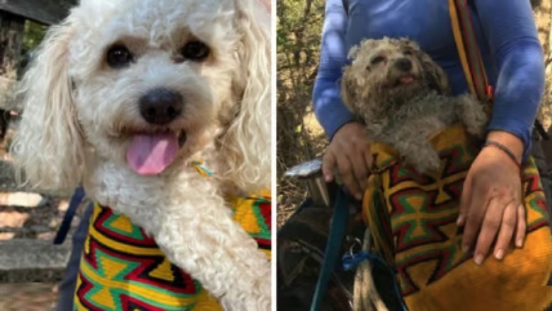 From City Pup to Countryside Adventurer: Coco's Unforgettable Transformation!