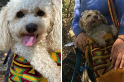 From City Pup to Countryside Adventurer: Coco's Unforgettable Transformation!