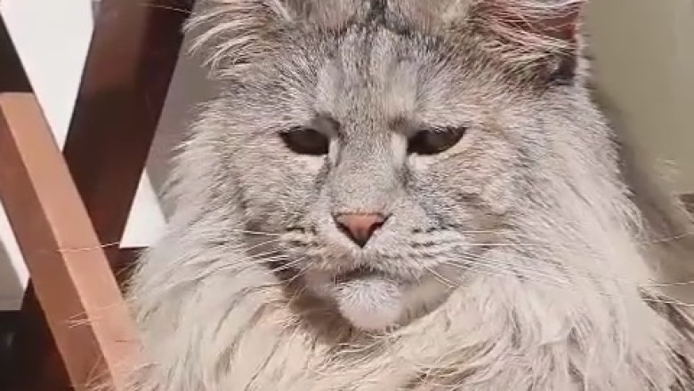 Giant Cat Takes Over the World!