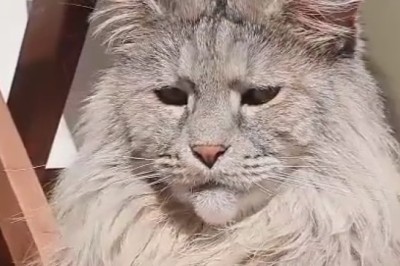 Giant Cat Takes Over the World!