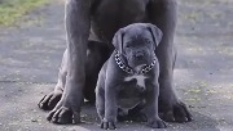 Heartwarming Moments: Dog and Her Adorable Puppy!
