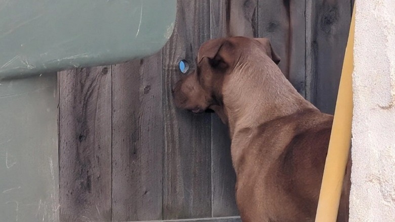 Heartwarming Tale of Labrador Mix Spying on Neighbor's Dog Goes Viral - Love Knows No Bounds!