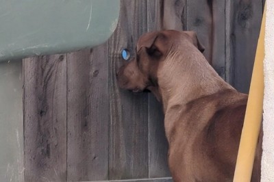 Heartwarming Tale of Labrador Mix Spying on Neighbor's Dog Goes Viral - Love Knows No Bounds!