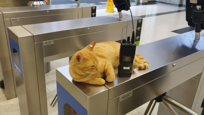 Meet Mishi: The Adorable Metro Station Cat Bringing Smiles to All