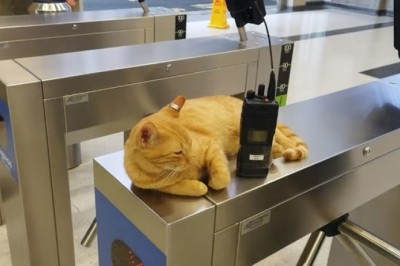 Meet Mishi: The Adorable Metro Station Cat Bringing Smiles to All