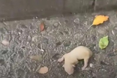 Miraculous Rescue: Newborn Puppy Found Crying in Rain