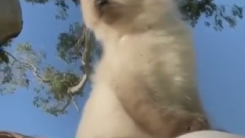 Pawsitively Purrfect: Meet the Adorable Cat Winning Hearts Everywhere in This Hilarious Video!