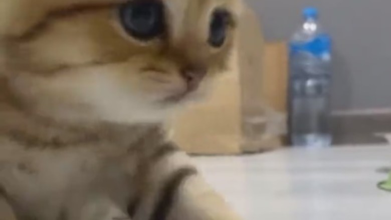 Purrfection Unleashed: The Adorable Adventures of a Beautiful Small Cat Will Melt Your Heart!