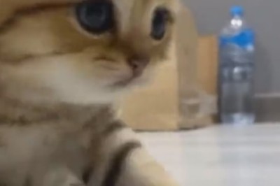 Purrfection Unleashed: The Adorable Adventures of a Beautiful Small Cat Will Melt Your Heart!