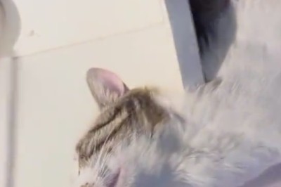 Purrs and Probing: A Cat's Trip to the Dentist Goes Hilariously Wrong!