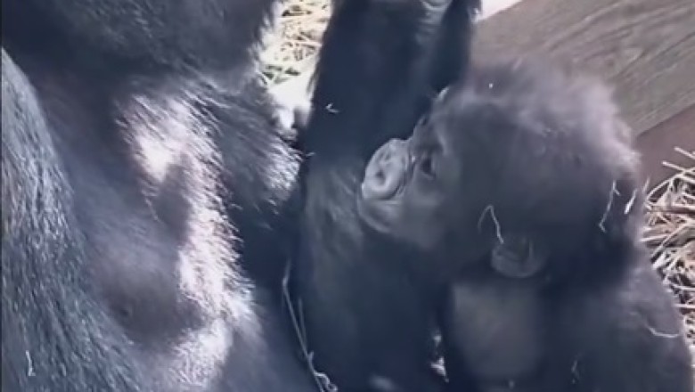 Watch as a Gorilla Tries to Wrangle its Playful Little Ones in Hilarious Video!