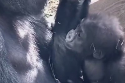 Watch as a Gorilla Tries to Wrangle its Playful Little Ones in Hilarious Video!