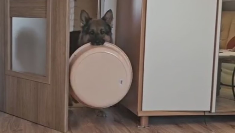 When a Sheepdog Thinks He's a House Pet!